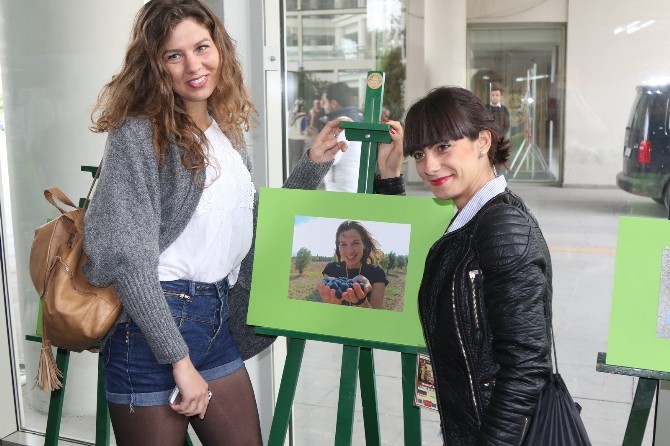 Avrupalı gençler Akhisar’da zeytin topladı
