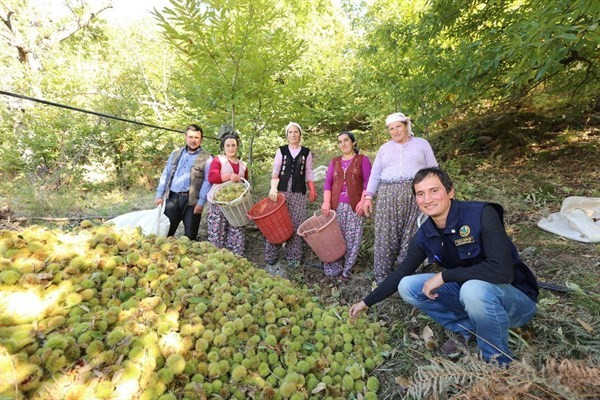 Orman devletin, kestanelerin hasadı ve satışı vatandaşların