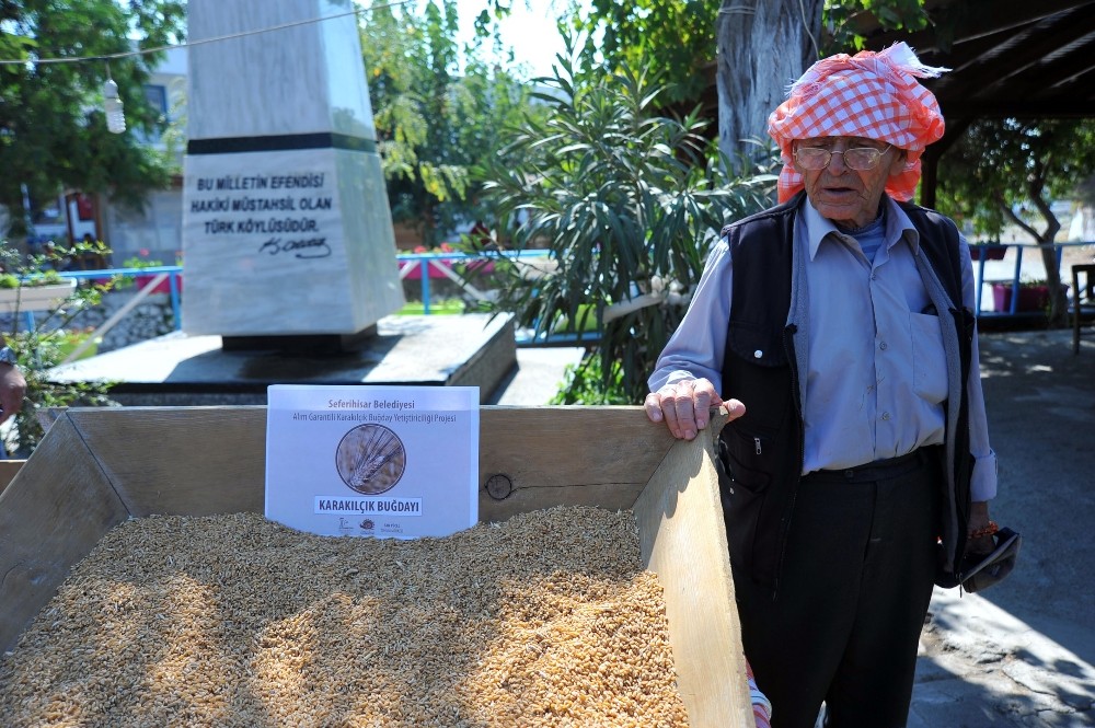 Alım garantili buğday üretim projesi başladı