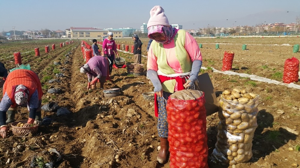 Ödemiş’te patates hasadı sürüyor