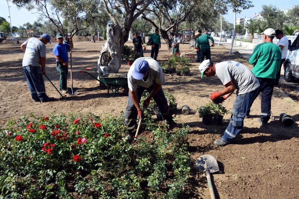 Aliğa’da Zeytinli Park güllerle donatıldı