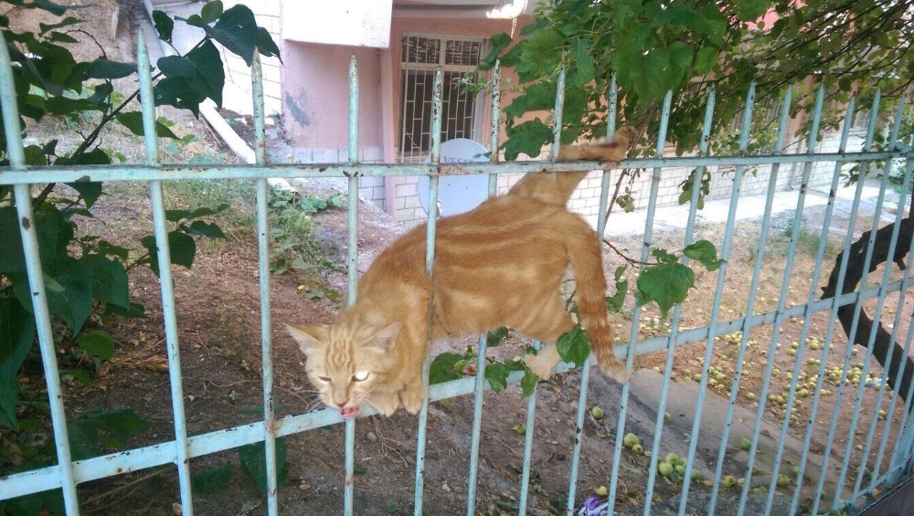 Demirlere sıkışan kediyi itfaiye kurtardı