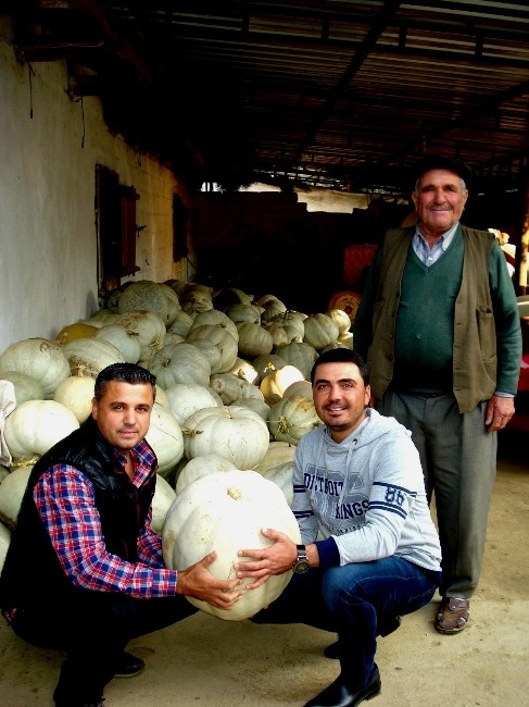 Doğal beslenen ineklerin verimi daha fazla