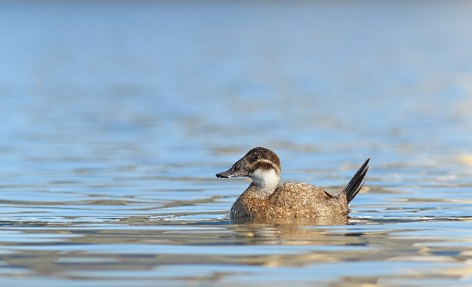 Dikkuyruk Manyas Kuş Cenneti’ni sevdi
