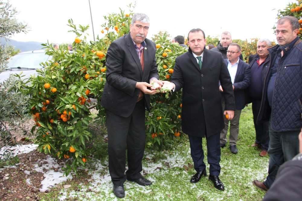 Başkan Soylu mandalina üreticisinin yanında
