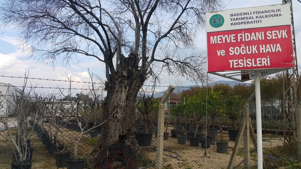 Ödemiş’ten Türki Cumhuriyetlere 1 milyon meyve fidanı