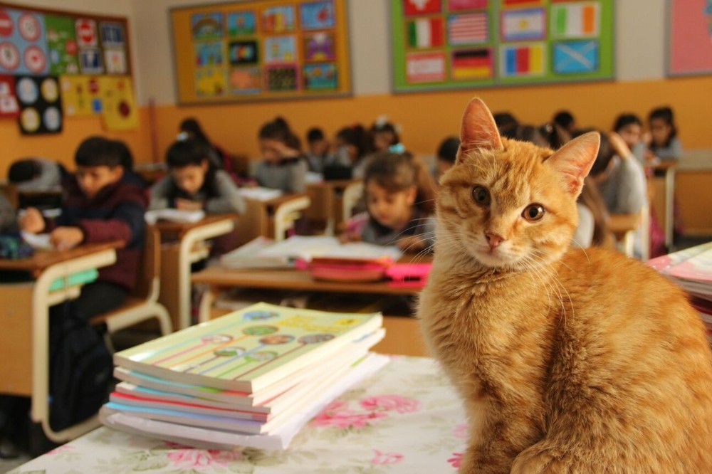 TOMBİ'NİN OKUL HASRETİ BİTİYOR!