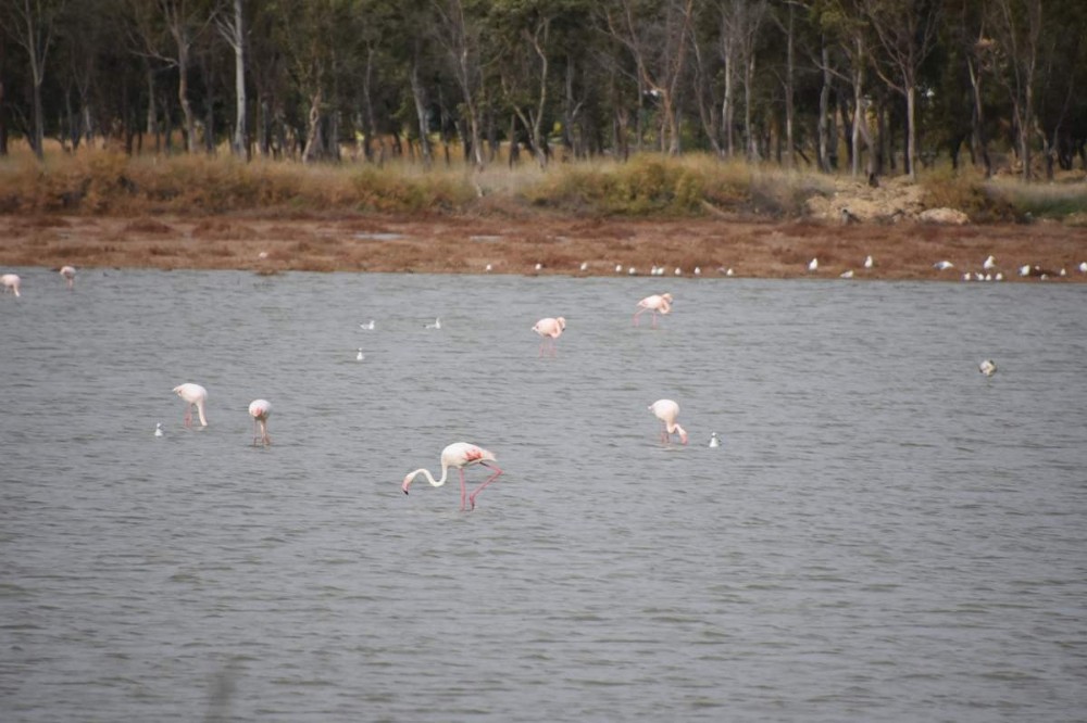 Flamingolar, Aliağa Kuş Cennetini renklenirdi