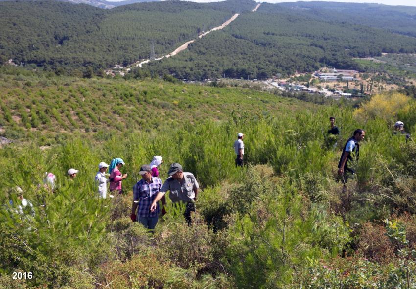 izmir'in akciğerleri küllerinden yeniden doğdu