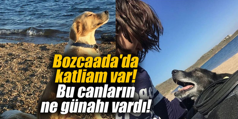 Bozcaada'da katliam var! Bu canların ne günahı vardı!