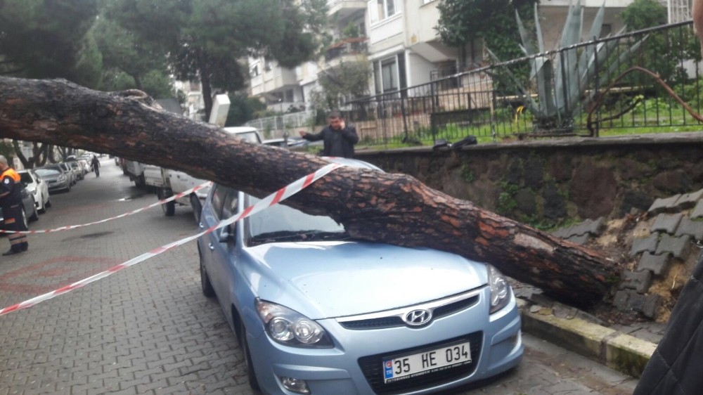 Devrilen ağaç 2 araçta hasara yol açtı