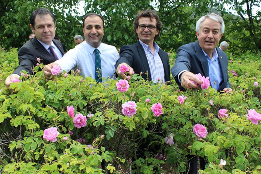 ISPARTA'YA GÜL TOPLAMAYA GİTTİLER