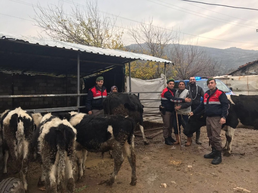 Hayvan hırsızı, jandarmadan kaçamadı