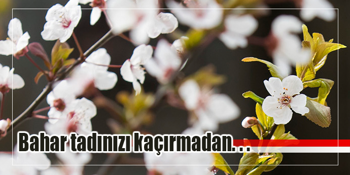 Bahar alerjisi mahvetmeden…