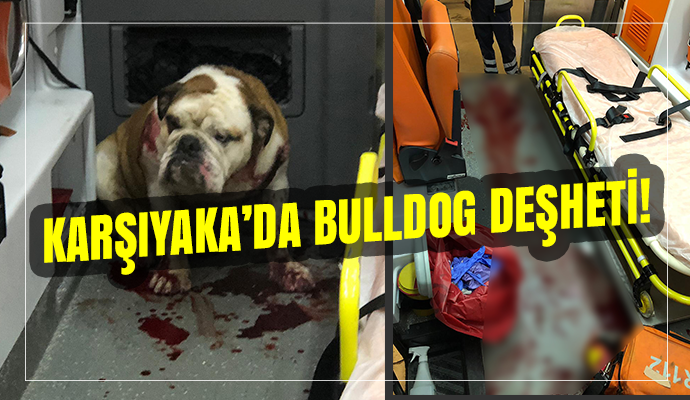 SALDIRIYA UĞRAYAN DOKTORU POLİS KÖPEĞİ VURARAK KURTARDI!