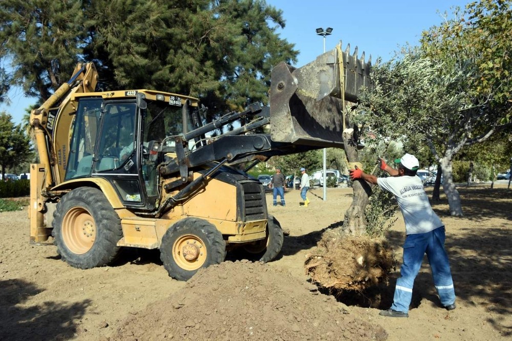 Aliağa’da zeytin takviyesine devam