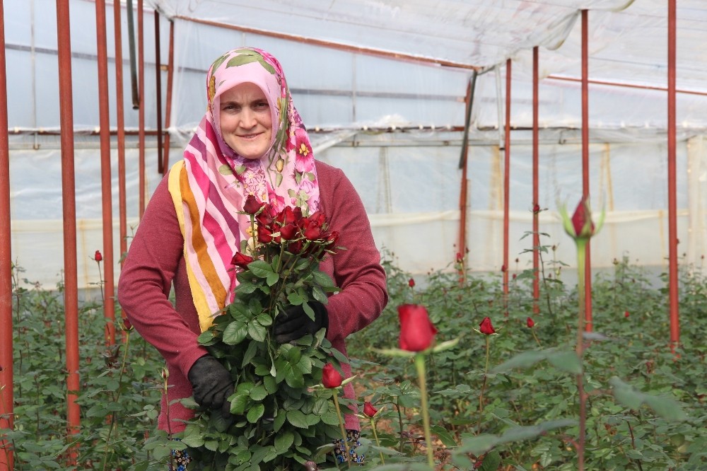 Sevgililer Günü için 45 milyonluk çiçek ihracatı