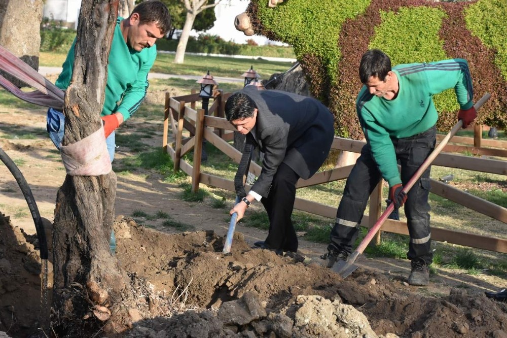 Zeytinli Park’a 100 yıl sonra ilk zeytin ağacı dikildi