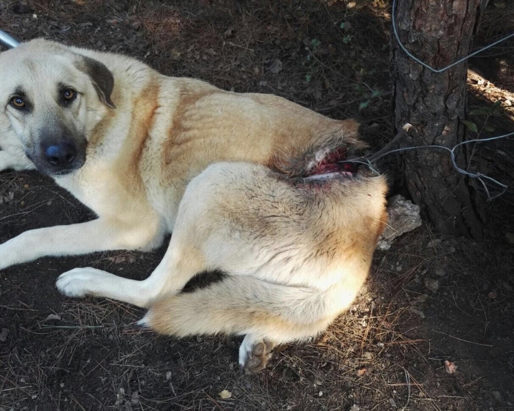 Hayvanseverlerin beslediği köpek tellerle bağlanmış halde bulundu