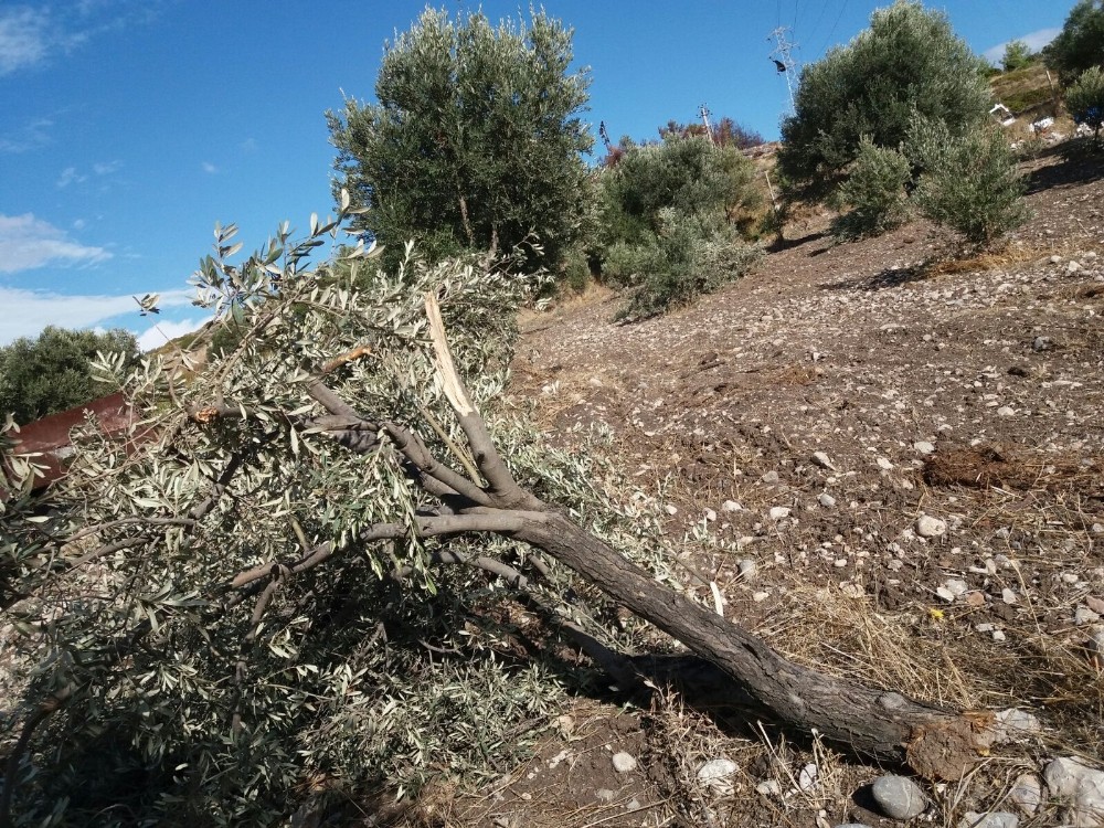 Çeşme’de hortum ağaçları devirdi, çatıyı uçurdu