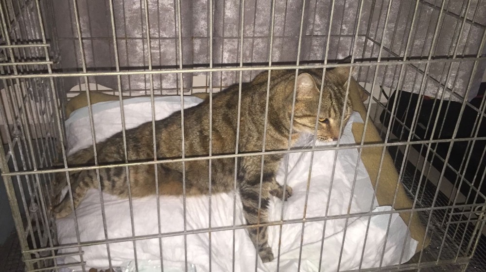 Şehir magandasının vurduğu kedi sakat kaldı