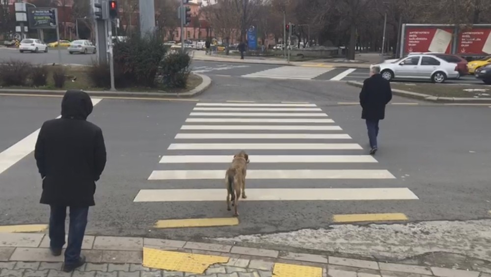 Köpek kırmızı ışıkta bekledi, yaya geçti