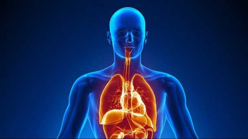 İNSAN VÜCUDUNDA YENİ ORGAN BULUNDU