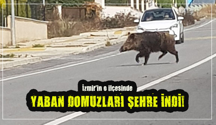 İZMİR'DE YABAN DOMUZLARI ŞEHRE İNDİ!