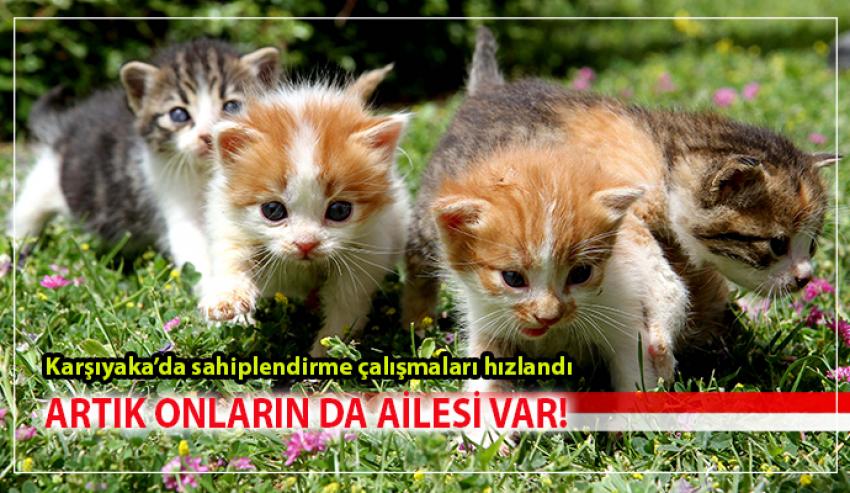 SOKAKTAN SICAK YUVAYA