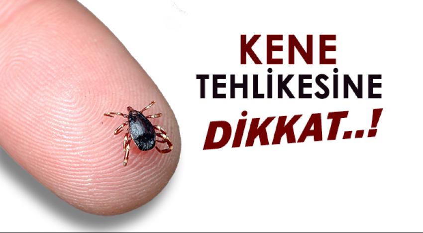 UZMANLARDAN UYARI KENE SEZONU AÇILDI