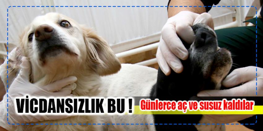 GÜNLERCE KİLİTLİ DÜKKANDA KALDILAR!