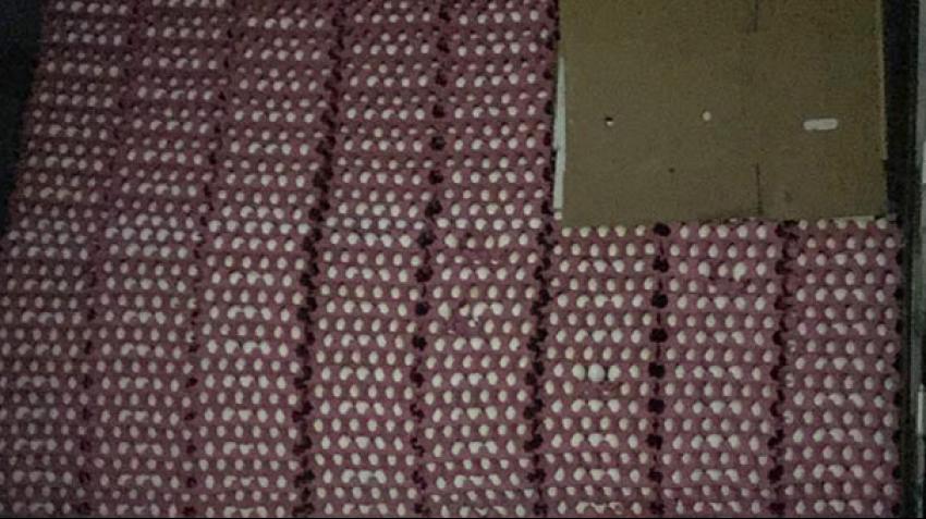 ÇALINAN YUMURTALAR İZMİR'DE BULUNDU