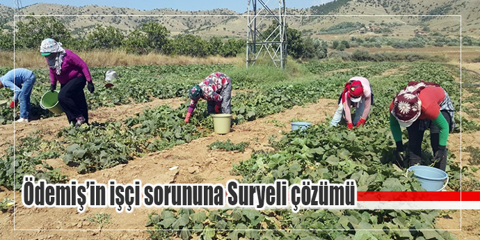 Yerli tarım işçisi bulunmayınca Suriyeliler devrede