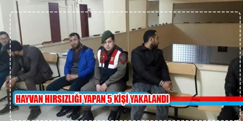 Hayvan hırsızlığı yapan 5 kişi yakalandı