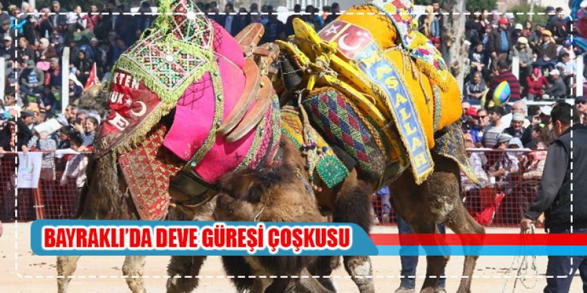 Bayraklı’da deve güreşleri coşkusu