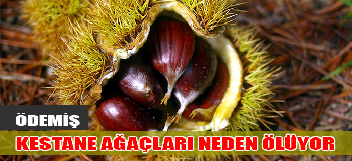 ÖDEMİŞ'İN KESTANE AĞAÇLARI NEDEN ÖLÜYOR?