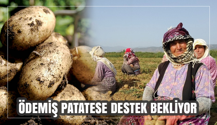 Ödemiş patatesi, maliyetini ancak karşılıyor