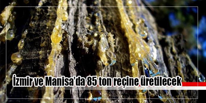 İzmir ve Manisa’da 85 ton reçine üretilecek