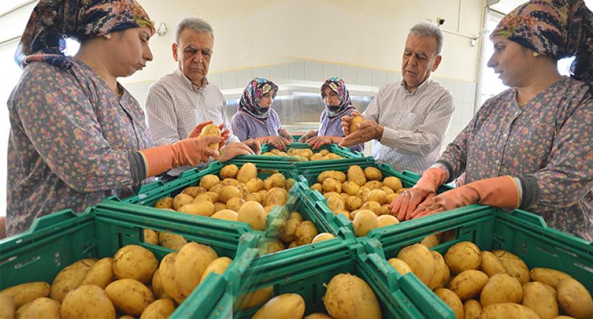 PATATES ÜRETİCİSİNE ÇOK GÜZEL HABER!