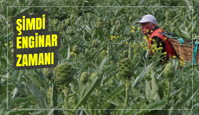 Karaciğer dostu enginar bahçelerinde hasat zamanı