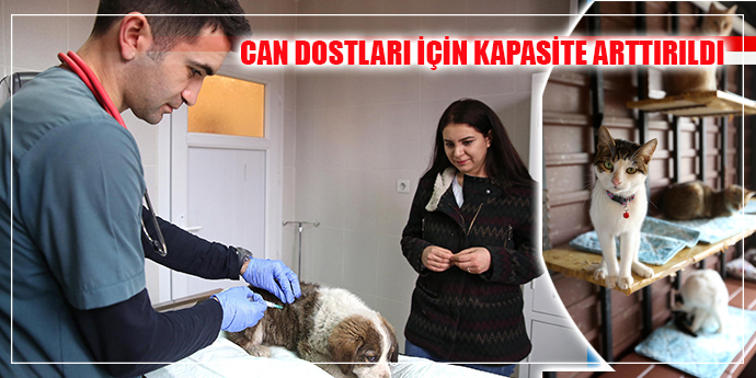 SOKAK HAYVANLARINA YÜZDE YÜZ DESTEK