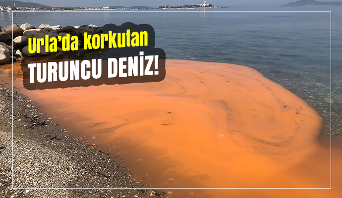 URLA'DA TURUNCU DENİZ PANİĞİ!