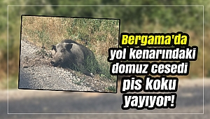 Bergama'da yol kenarındaki domuz cesedi pis koku yayıyor