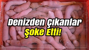 Denizlerdeki garip canlılar