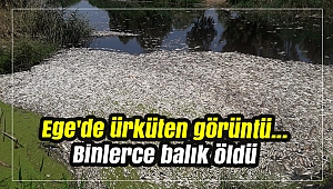 Ege'de ürküten görüntü... Binlerce balık öldü
