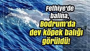 Fethiye'de balina, Bodrum'da dev köpek balığı görüldü