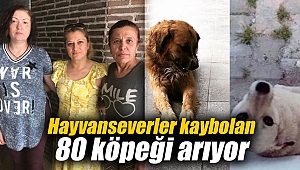 Hayvanseverler kaybolan 80 köpeği arıyor