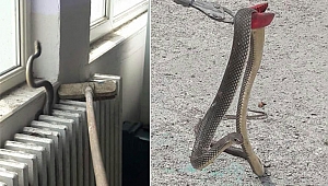 Kalorifer peteğinden yılan çıktı, okul boşaltıldı...