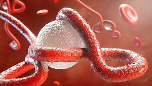 KONGO'DA EBOLA VİRÜSÜ KIRSALDAN ŞEHRE YAYILIYOR