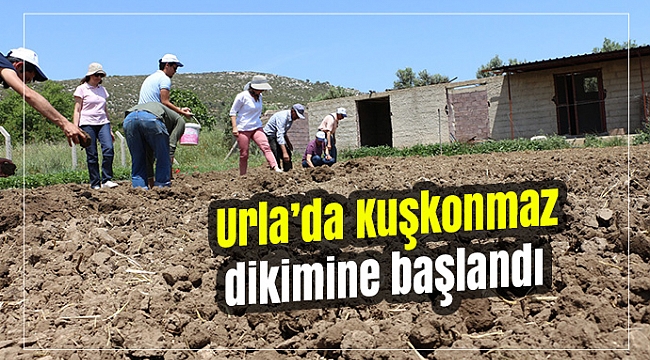 Urla’da Kuşkonmaz dikimine başlandı